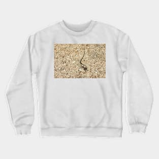 Lizard, Long-nosed Leopard Lizard, Reptiles, Wildlife, Reptilian, Gifts Crewneck Sweatshirt